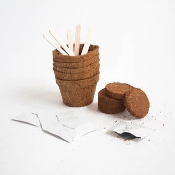 Grow It Cactus Plant Kit - Image 2