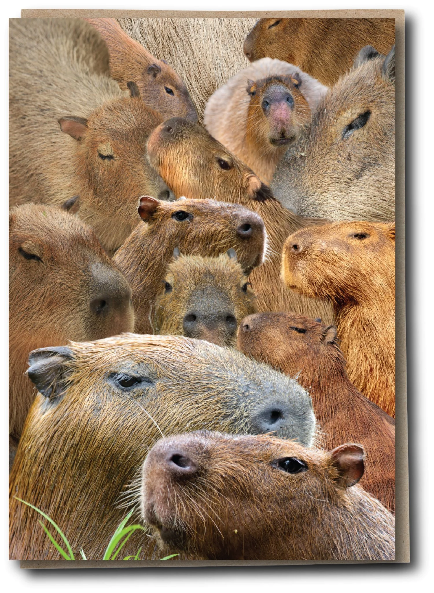 Herd - Cappy Barmy