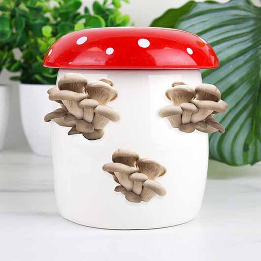 Mushroom Grow Kit - Image 3